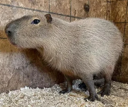 Capybara Adult