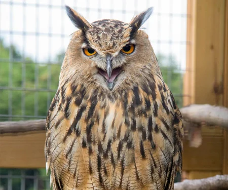 Eurasian Eagle Owl